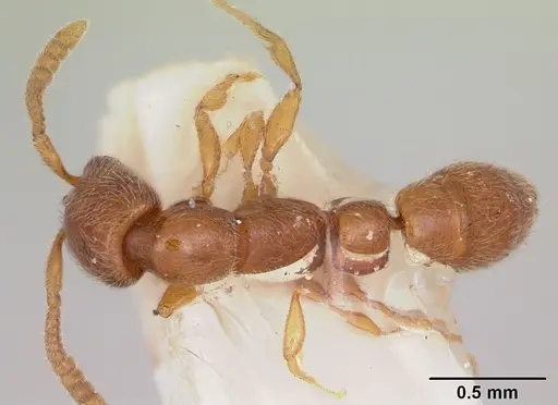 Apomyrma stygia - CASENT0103304