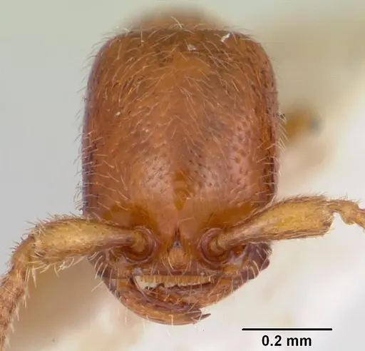 Apomyrma stygia - CASENT0103304