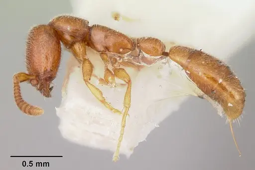 Apomyrma stygia - CASENT0103304