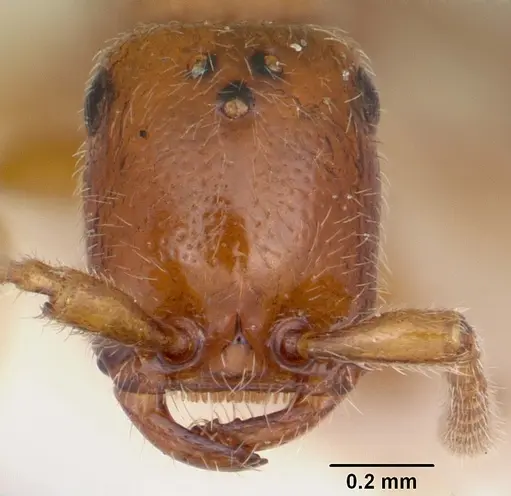 Apomyrma stygia - CASENT0103305