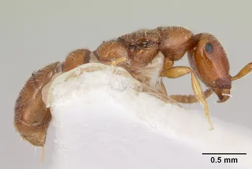 Apomyrma stygia - CASENT0103305