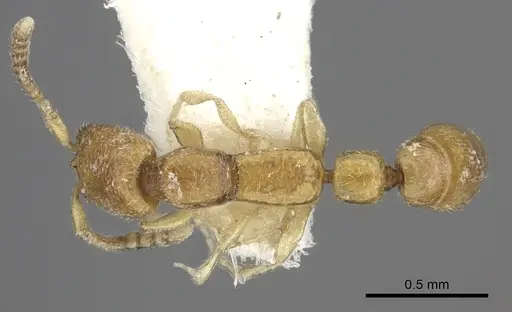 Apomyrma stygia - CASENT0260454