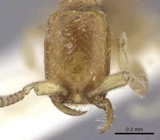 Apomyrma stygia - CASENT0260454