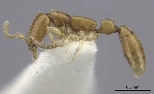 Apomyrma stygia - CASENT0260454