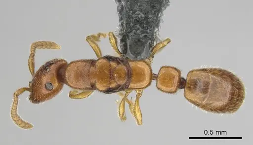 Apomyrma stygia - CASENT0815607