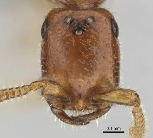 Apomyrma stygia - CASENT0815607