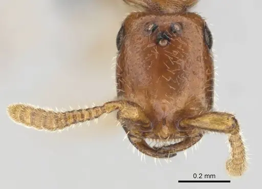 Apomyrma stygia - CASENT0815607