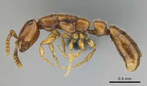 Apomyrma stygia - CASENT0815607
