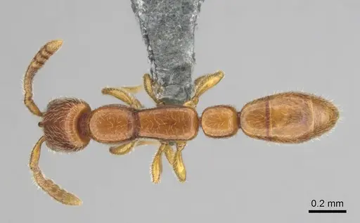 Apomyrma stygia - CASENT0815622