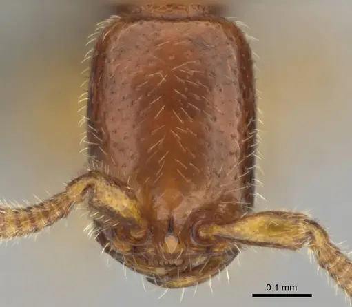 Apomyrma stygia - CASENT0815622