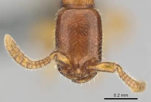 Apomyrma stygia - CASENT0815622