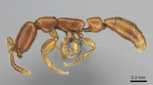 Apomyrma stygia - CASENT0815622