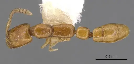 Apomyrma stygia - CASENT0900314