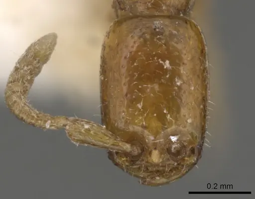 Apomyrma stygia - CASENT0900314