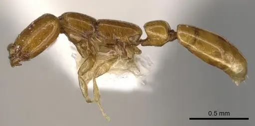 Apomyrma stygia - CASENT0900314