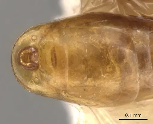 Apomyrma stygia - CASENT0900314