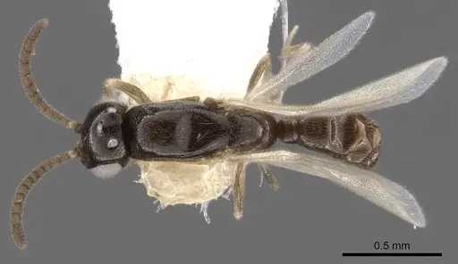 Apomyrma stygia - CASENT0900325