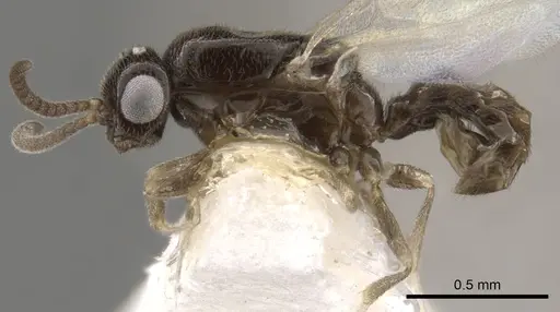 Apomyrma stygia - CASENT0900325