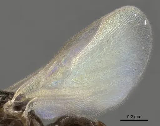 Apomyrma stygia - CASENT0900325