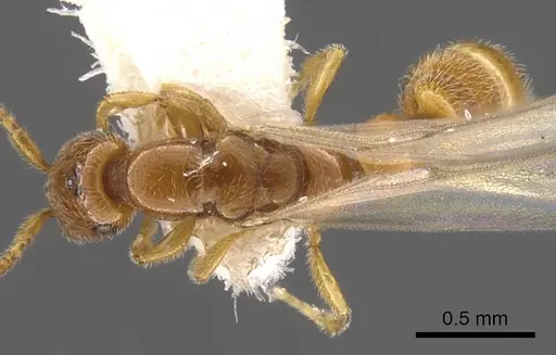 Apomyrma stygia - CASENT0900326