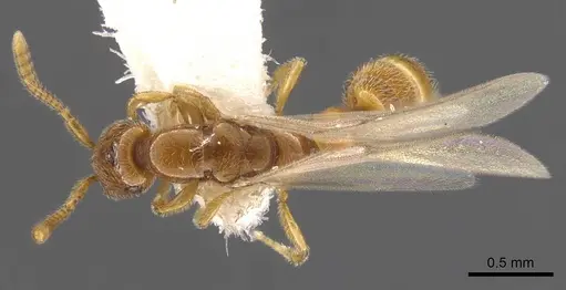 Apomyrma stygia - CASENT0900326