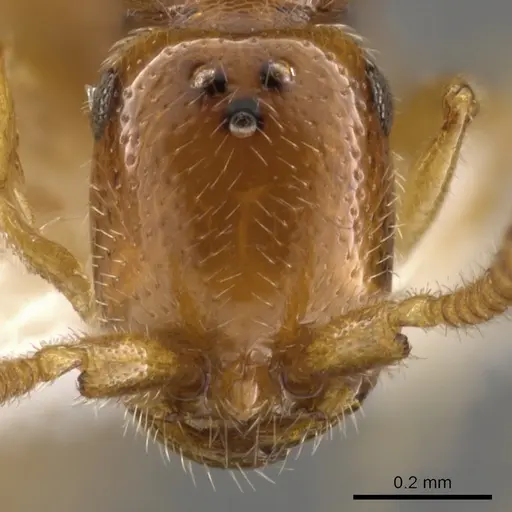 Apomyrma stygia - CASENT0900326