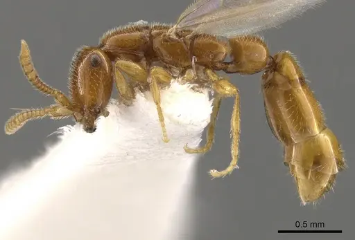 Apomyrma stygia - CASENT0900326