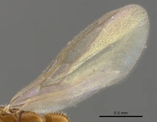 Apomyrma stygia - CASENT0900326