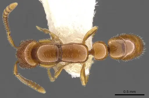 Apomyrma stygia - CASENT0900328