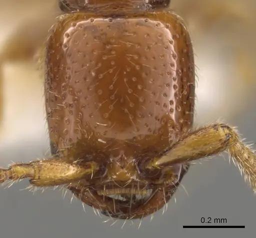 Apomyrma stygia - CASENT0900328