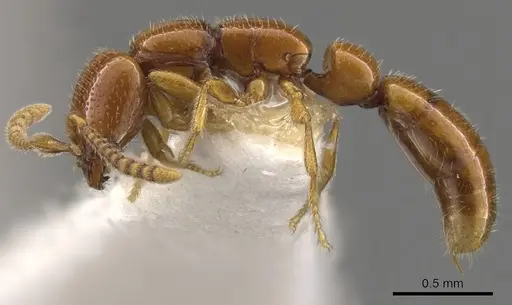 Apomyrma stygia - CASENT0900328