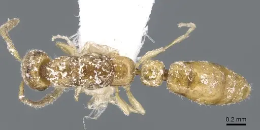 Apomyrma stygia - CASENT0902781