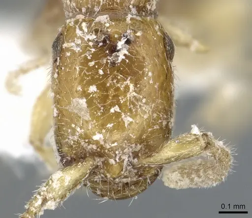 Apomyrma stygia - CASENT0902781