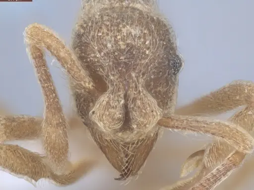 Apterostigma acre specimen