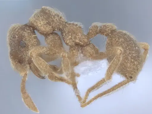 Apterostigma acre specimen