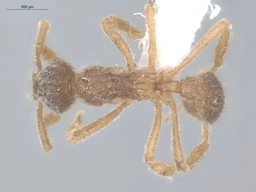 Apterostigma acre - ECOFOG-TR17-0228-10