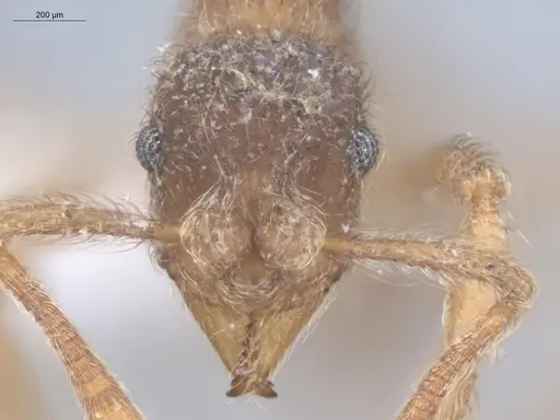 Apterostigma acre - ECOFOG-TR17-0228-10