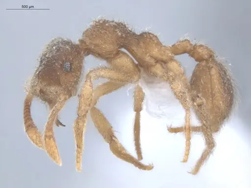 Apterostigma acre - ECOFOG-TR17-0228-10