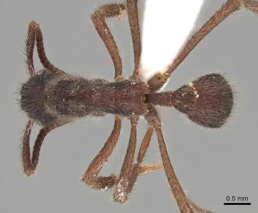 Apterostigma auriculatum specimen