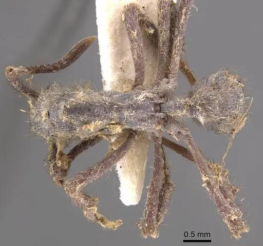 Apterostigma auriculatum - CASENT0905912