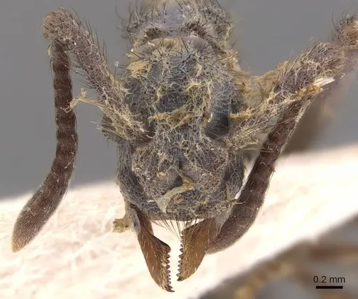 Apterostigma auriculatum - CASENT0905912