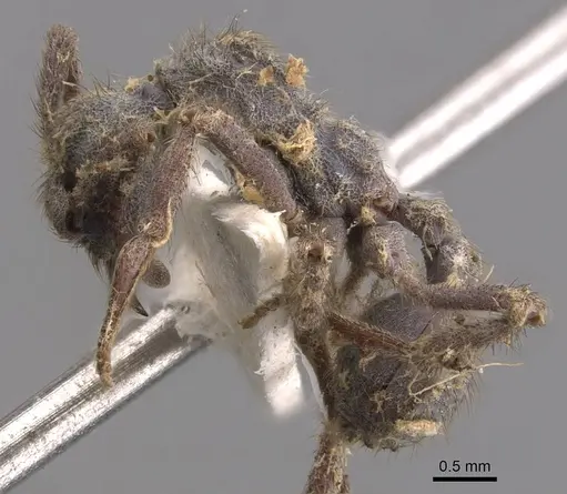 Apterostigma auriculatum - CASENT0905912