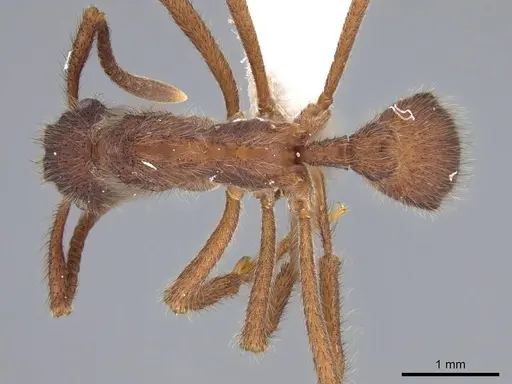 Apterostigma auriculatum - CASENT0922034