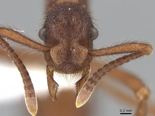 Apterostigma auriculatum - CASENT0922034