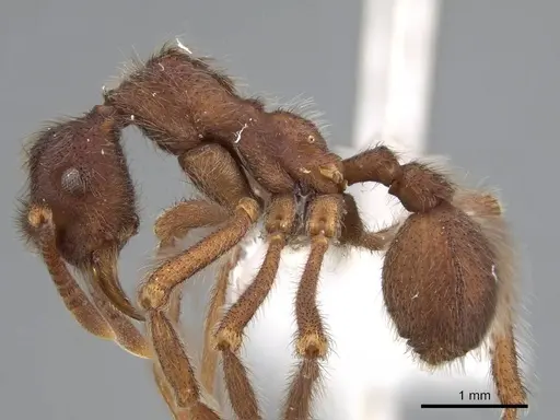 Apterostigma auriculatum - CASENT0922034