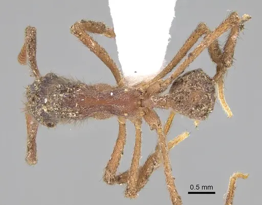 Apterostigma auriculatum - CASENT0922035