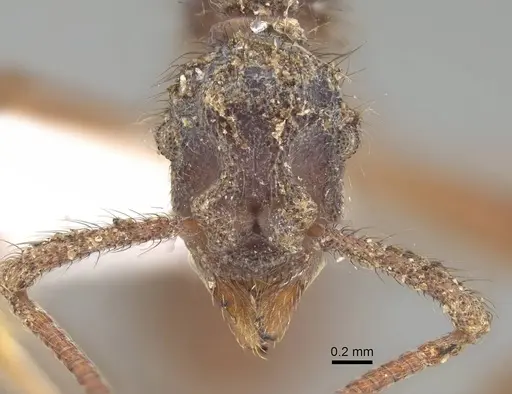 Apterostigma auriculatum - CASENT0922035