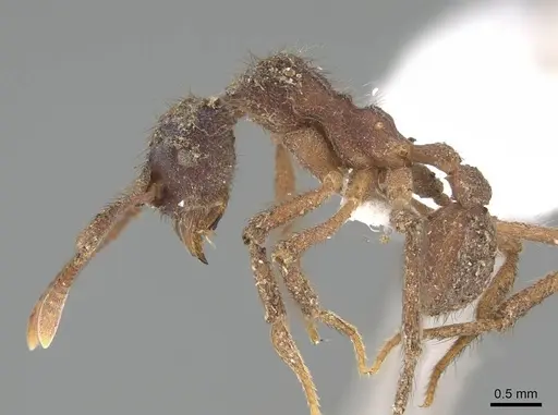 Apterostigma auriculatum - CASENT0922035