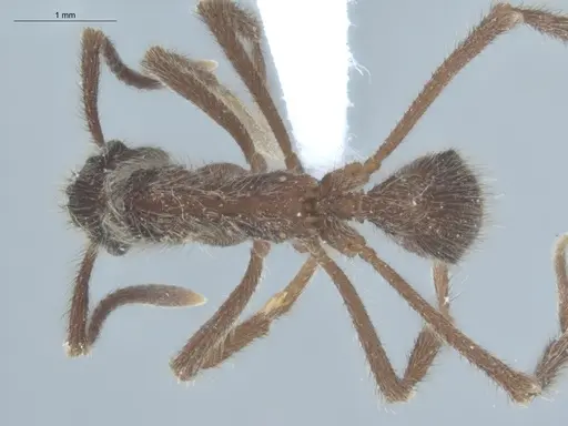 Apterostigma auriculatum - ECOFOG-KW14-0066-12