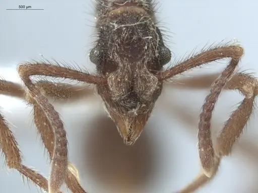 Apterostigma auriculatum - ECOFOG-KW14-0066-12